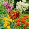 Butterfly Milkweed Plants - 2 Assorted Asclepias Tuberosa Perennial Flowers - Garden Ready