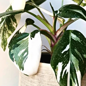 White Princess Philodendron Live Plants - Variegated Tropical Houseplant - No Pot - Rare Indoor Plant