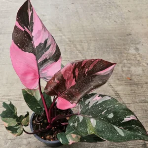 Princess Philodendron Live Plants - Variegated Tropical Houseplant - No Pot