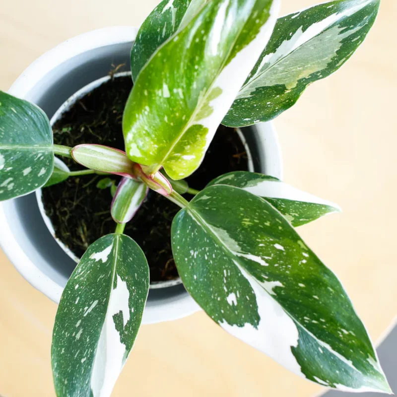 Princess Philodendron Live Plants - Variegated Tropical Houseplant - No Pot