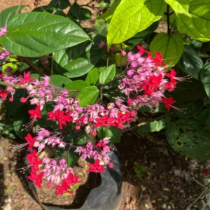 Purple Bleeding Heart Clerodendrum Plant - Trailing Vine - 4-8 Inch - Outdoor Flowering