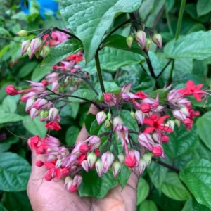 Purple Bleeding Heart Clerodendrum Plant - Trailing Vine - 4-8 Inch - Outdoor Flowering