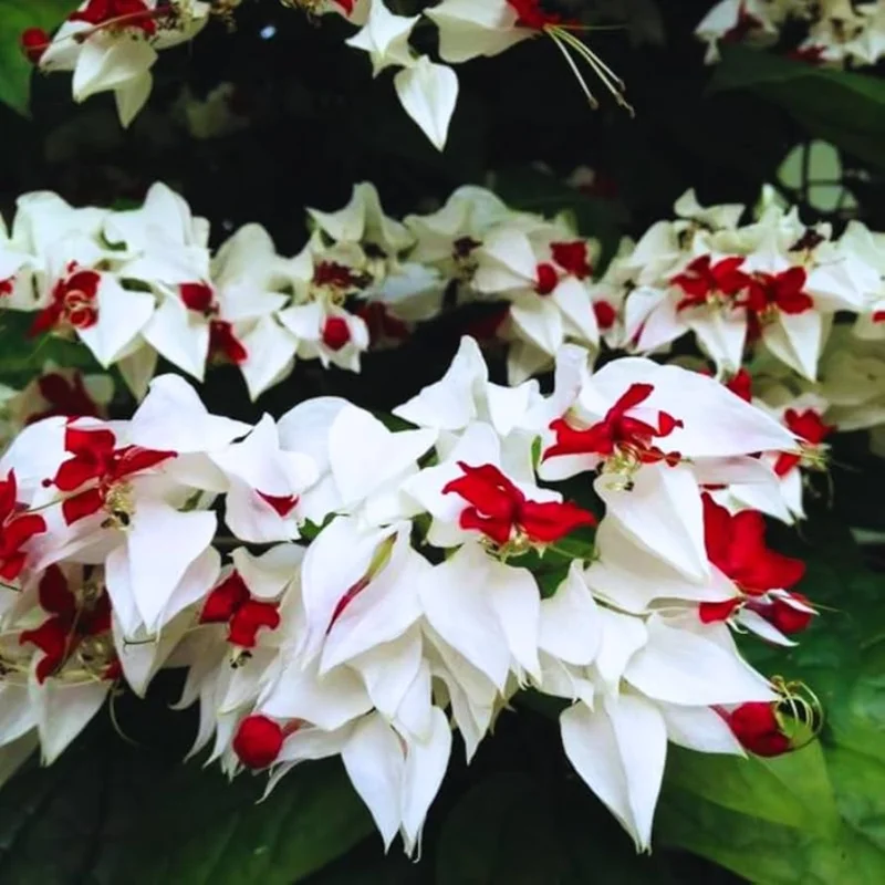 White Bleeding Heart Clerodendrum Trailing Vine Plant 4-8 Inch Live Outdoor