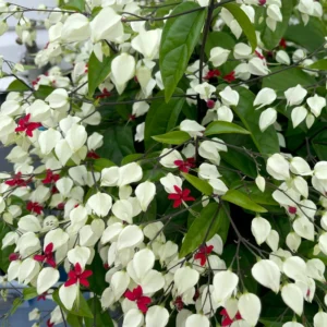 White Bleeding Heart Clerodendrum Trailing Vine Plant 4-8 Inch Live Outdoor