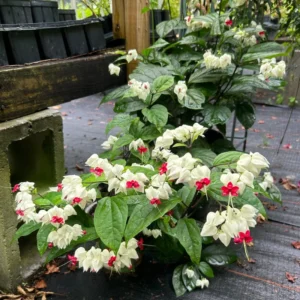 White Bleeding Heart Clerodendrum Trailing Vine Plant 4-8 Inch Live Outdoor