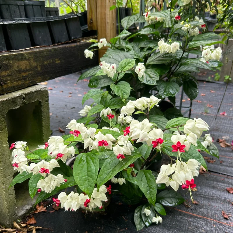 White Bleeding Heart Clerodendrum Trailing Vine Plant 4-8 Inch Live Outdoor
