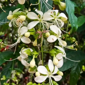 Wallichii Clerodendrum Live Plant Trailing Vine 4-8 Inch Outdoor Ready