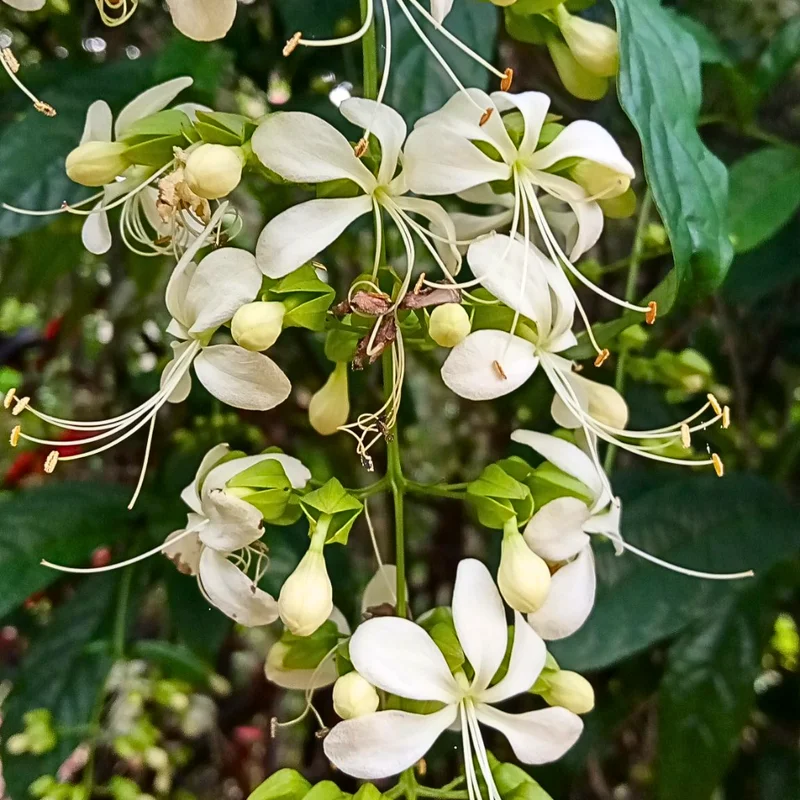 Wallichii Clerodendrum Live Plant Trailing Vine 4-8 Inch Outdoor Ready