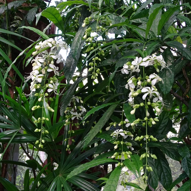 Wallichii Clerodendrum Live Plant Trailing Vine 4-8 Inch Outdoor Ready