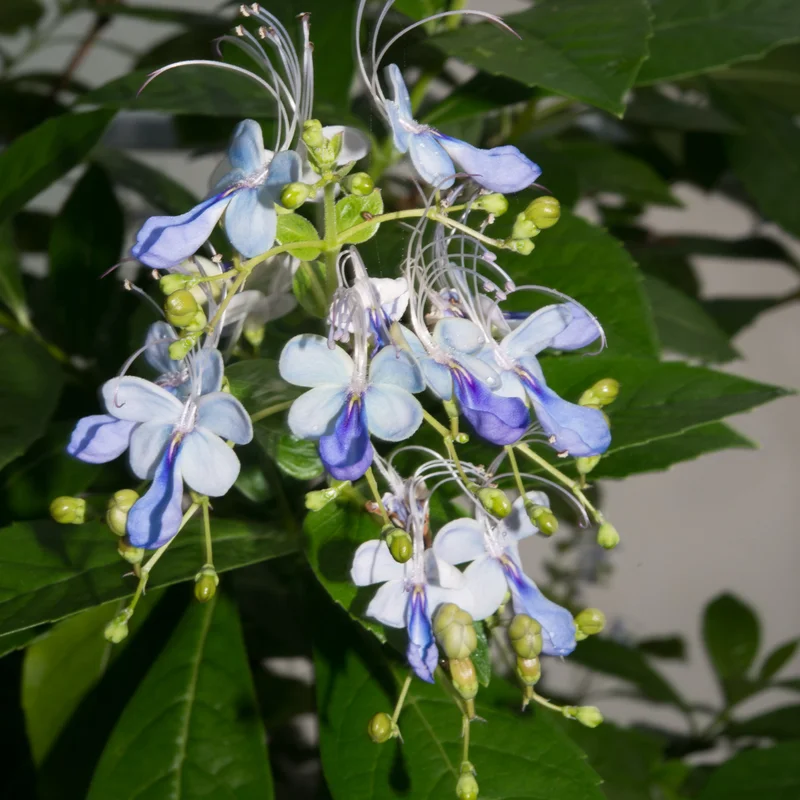 Trailing Light Bulb Flowering Vine - Clerodendrum Plants Live 4-8 Inch Outdoor