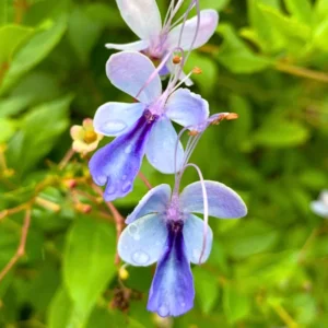 Trailing Light Bulb Flowering Vine - Clerodendrum Plants Live 4-8 Inch Outdoor