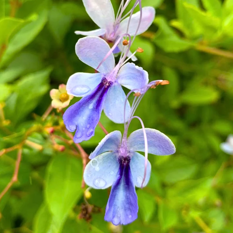 Trailing Light Bulb Flowering Vine - Clerodendrum Plants Live 4-8 Inch Outdoor