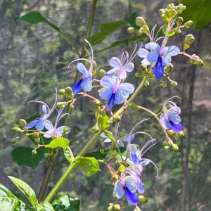 Trailing Light Bulb Flowering Vine - Clerodendrum Plants Live 4-8 Inch Outdoor