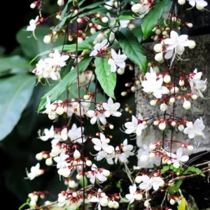 Trailing Light Bulb Flowering Vine Plant - 4-8 Inch - Outdoor Ready