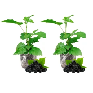 Thornless Blackberry Bushes Live Plants - Arapaho Edible Blackberries Fruit Tree