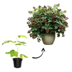 Thornless Blackberry Bushes Live Plants - Arapaho Edible Blackberries Fruit Tree