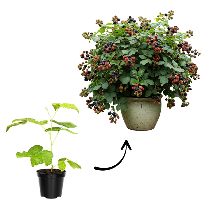 Thornless Blackberry Bushes Live Plants - Arapaho Edible Blackberries Fruit Tree