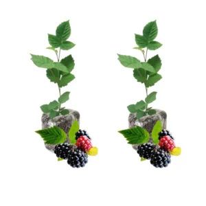 Thornless Blackberry Bushes - Set of 2 Live Plants, Edible Fruit Tree, 4-8 Inch, Navaho Variety