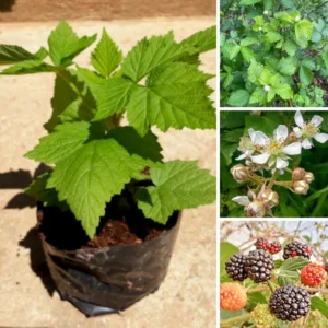 Thornless Blackberry Bushes - Set of 2 Live Plants, Edible Fruit Tree, 4-8 Inch, Navaho Variety