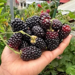 Thornless Blackberry Bushes - Set of 2 Live Plants, Edible Fruit Tree, 4-8 Inch, Navaho Variety