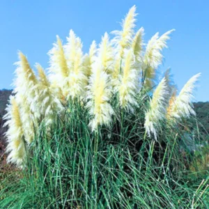 Pampas Grass Plants 2-Pack Live Ornamental Grass 4-8 Inches White Outdoor Garden