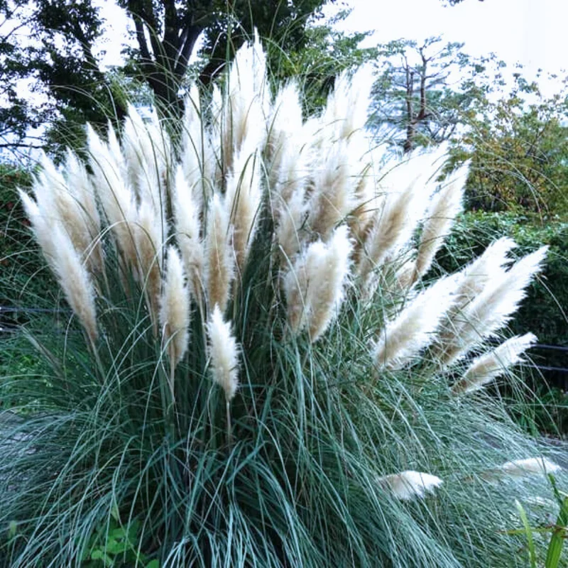 Pampas Grass Plants 2-Pack Live Ornamental Grass 4-8 Inches White Outdoor Garden