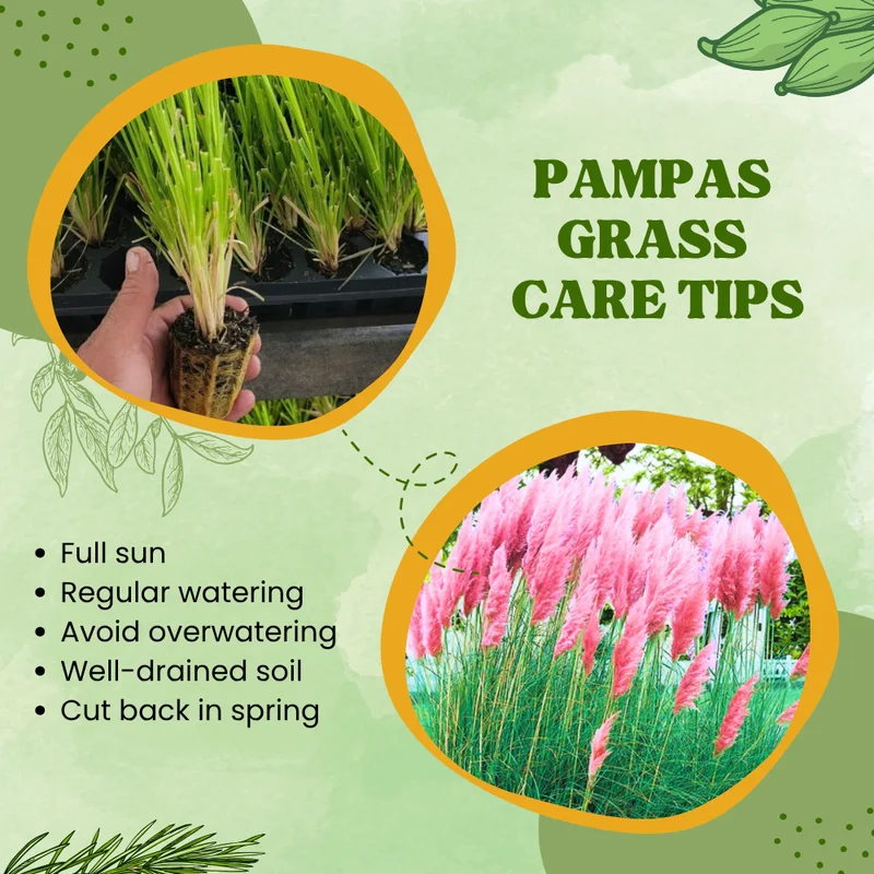 Pampas Grass Plants 2-Pack Live Ornamental Grass 4-8 Inches White Outdoor Garden