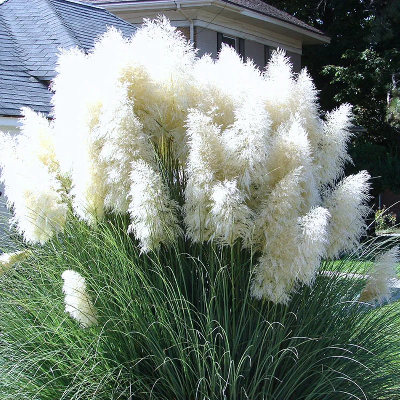 Pampas Grass Plants 2-Pack Live Ornamental Grass 4-8 Inches White Outdoor Garden