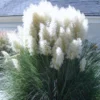 Pampas Grass Plants 2-Pack Live Ornamental Grass 4-8 Inches White Outdoor Garden