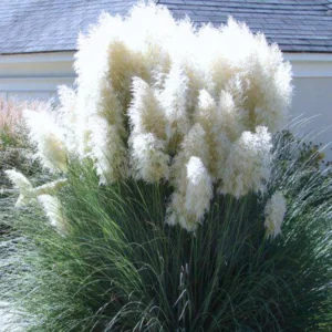 Pampas Grass Plants 2-Pack Live Ornamental Grass 4-8 Inches White Outdoor Garden