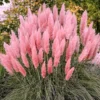 Pink Pampas Grass Plants Pack of 2, Live Ornamental Grasses for Garden Landscaping