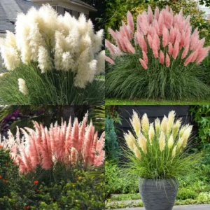 Live Ornamental Pampas Grass Plants - Pack of 2 - 4-8 Inches - Mixed for Outdoor Landscaping