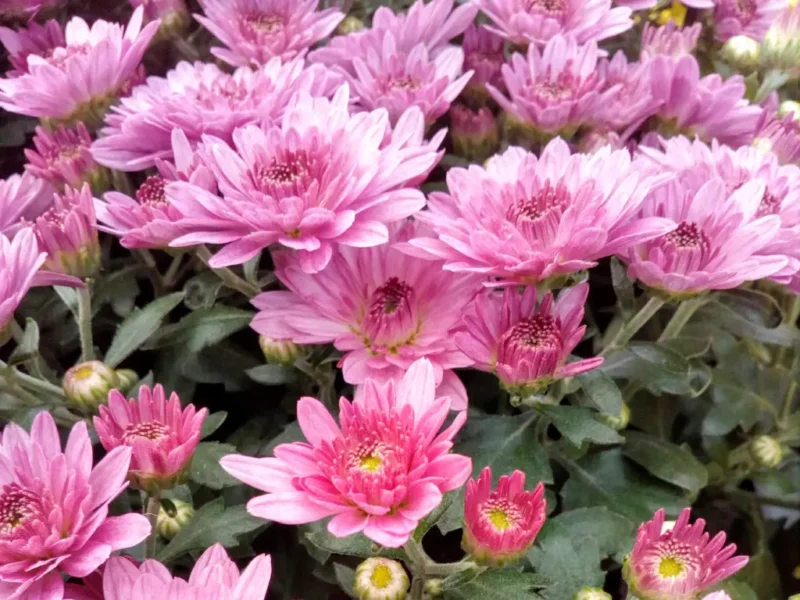 pink Chrysanthemums