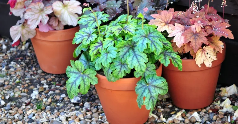 Coral bells in pots