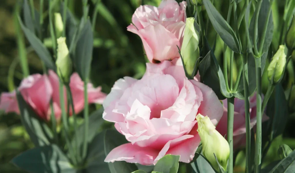 how to grow Lisianthus indoors
