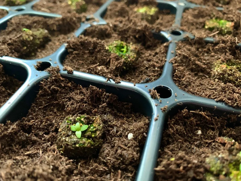lisianthus-seedling in well-drained soil