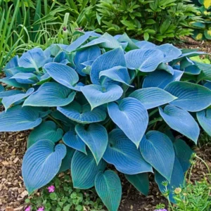 3 Blue Hosta Bareroots - Shade Loving Perennial Plants