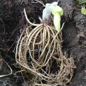 3 Blue Hosta Bareroots - Shade Loving Perennial Plants