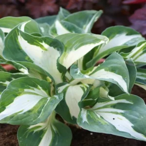 Bicolor Hosta Bareroots - 3 Pack - Shade Garden Plant - Variegated Foliage