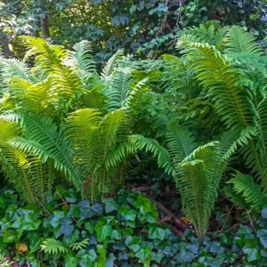 Tennessee Ostrich Fern Rhizomes - 5 Pack - Shade Loving Perennial