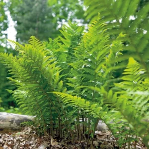 Ostrich Fern Rhizomes - 20 Rhizomes - Tennessee Glade Fern