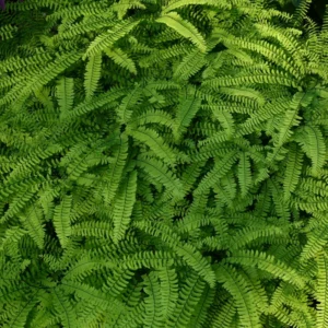 Maidenhair Fern Rhizomes - 5 Count - Easy to Grow