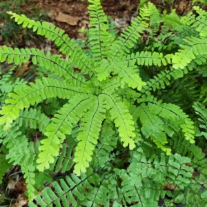 Maidenhair Fern Rhizomes - 5 Count - Easy to Grow