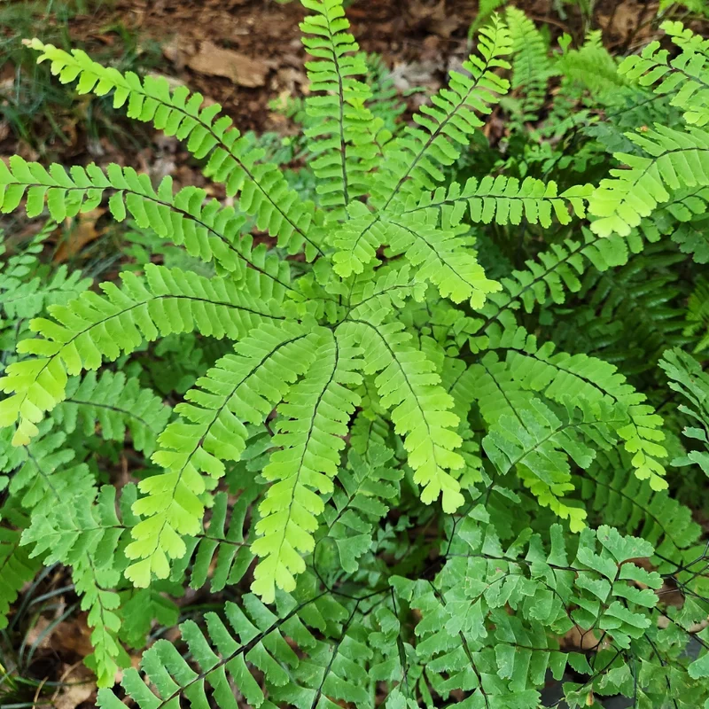 Maidenhair Fern Rhizomes - 5 Count - Easy to Grow