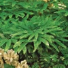 Maidenhair Fern Rhizomes - 20 Count - Shade Loving Plants
