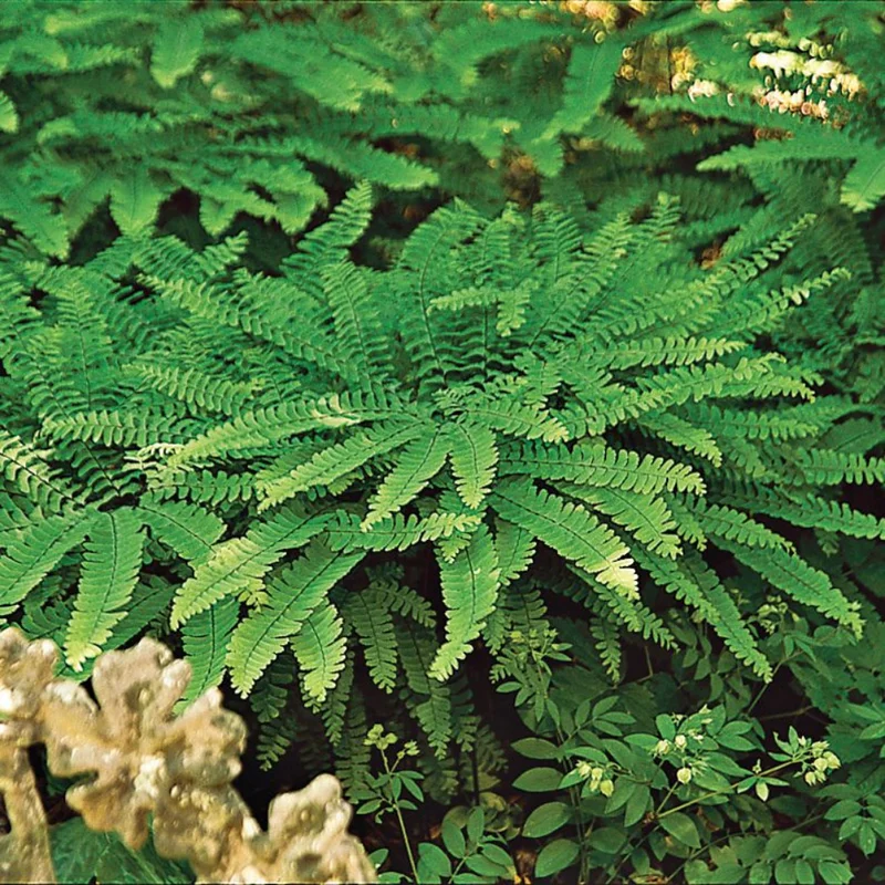 Maidenhair Fern Rhizomes - 20 Count - Shade Loving Plants