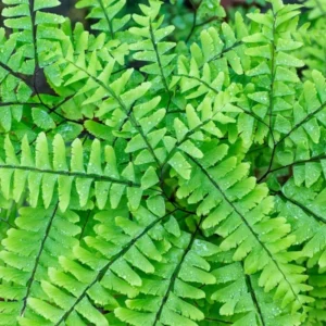 Maidenhair Fern Rhizomes - 20 Count - Shade Loving Plants