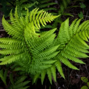 Lady Fern Rhizomes - 5 Pack - Shade Garden Plant