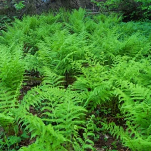 Lady Fern Rhizomes - 5 Pack - Shade Garden Plant