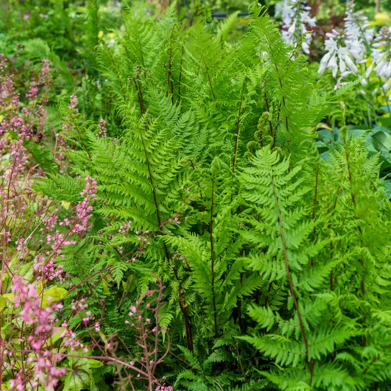 Lady Fern Rhizomes - 5 Pack - Shade Garden Plant